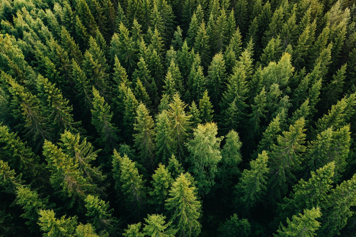 Nolte Küchen is climate-neutral